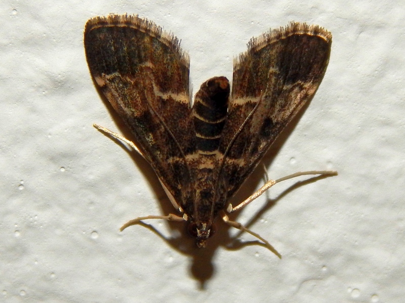 Pyralidae? No, Cambridae: Duponchelia fovealis